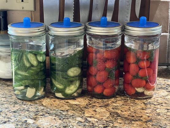 Four jars are on a kitchen counter. The two on the left contains slices of cucumber. The two on the right contain grape tomatoes. Both also have visible dill and garlic cloves. Behind the jars the are kitchen knives hanging from a magnetic holder.