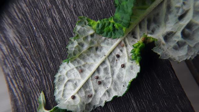 Small brown balls on the underside of a green leaf. The balls appear to be mummified skins of aphids within which a very small parasitic wasp has developed. The small holes where the young wasps have left the 'cocoon' are barely visible.