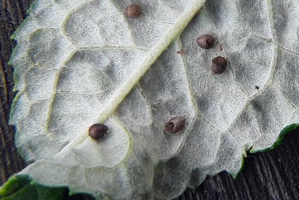 close-up of same picture.