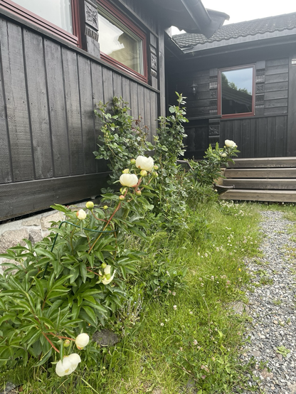 Peonies and roses bushes without roses on a background of dark brow wood house