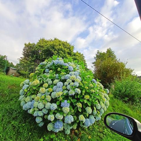 Hortensias e castiñeiro rebentando nun ribazo verde  a pé dunha solitaria estrada que albiscamos polo retrovisor exterior