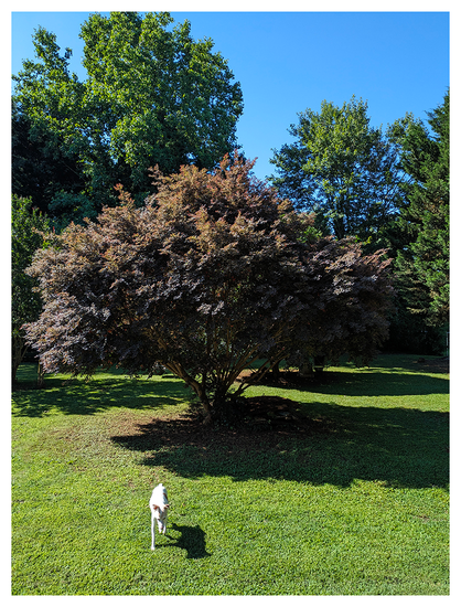 high-angle view A small white terrier walks on green grass toward us. in the background, a leafy shrub with reddish-purple foliage. The shrub casts a shadow, and tall green trees fill the sunny background under a clear blue sky.