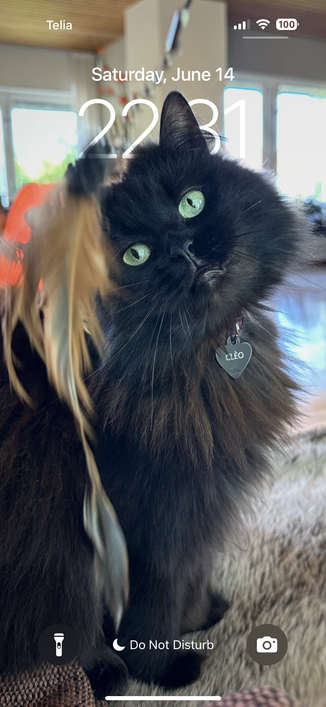 En skörmavbildning med foto på en svart katt med huvudet på sne och de gröna ögonen på en fjäderleksak.