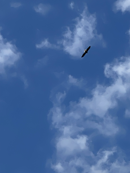 an eagle circling overhead in a partly cloudy blue sky in protests in kenmore wa