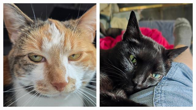 Collage of two photos showing close ups of a cat looking very annoyed at the human whose lap she is sitting in, because the human has to get up. The photo on the left is a calico cat. The photo on the right is a black cat.