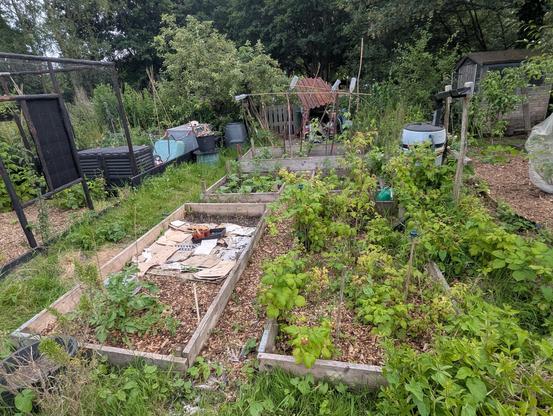 A small, somewhat overgrown, allotment garden with wood-edged beds and chipped-bark paths.