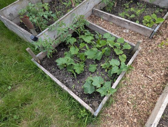 A small wood-edged vegetable plot with an assortment of (over-planted) courgettes, gherkins, sweetcorn, and tomatoes.