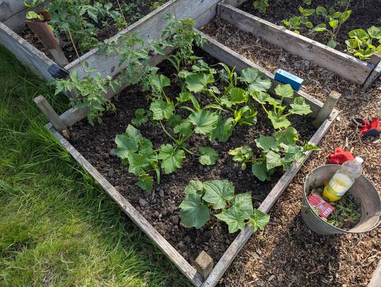 The same bed as in the previous photo, but after weeding, and when the sun came out. Things always look so much better when it's sunny! ☀️🙂