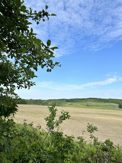A green tree sits in the left of this picture with a blue blue sky, overhead green hills, and trees and pastures in the distance with a cornfield coming up in the mid ground. It’s a beauty day.
