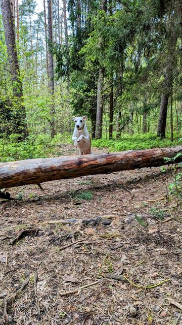 Whippet jumping over fallen tree in the woods.
