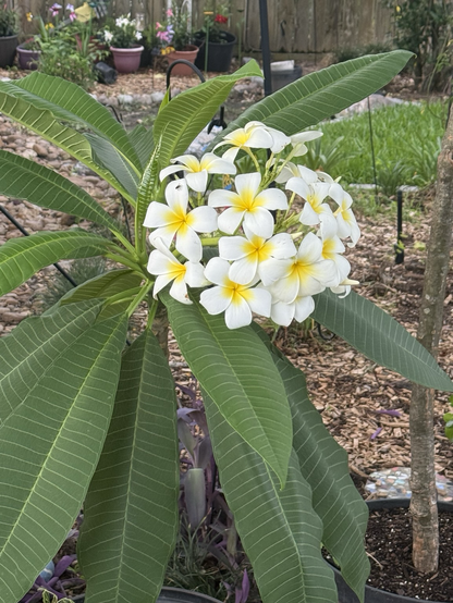 Large circle of blooms. Each bloom in the cluster is five petals and white with vibrant yellow in the center. The flowers are set against large green long leaves