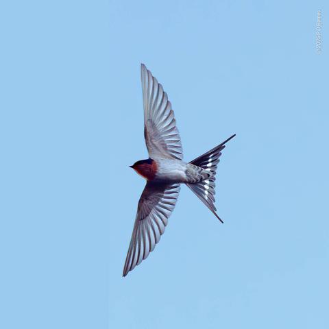 A welcome swallow in flight. The bird is approximately 15cm long, and is banked 180 degrees, belly towards the photographer, and wings and tail completely spread. The chestnut colour on its neck is visible, but none of its blue-back shiny wings or back.