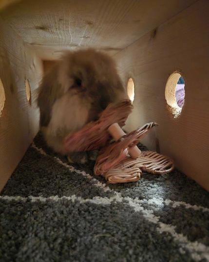 A fuzzy gray lop rabbit chewing on a pink heart shaped vine toy inside a wooden play tunnel