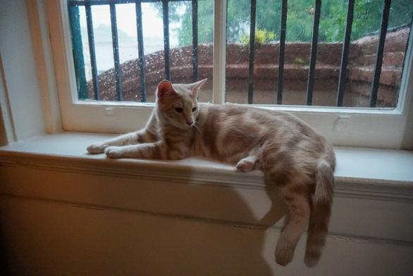 orange tabby in a rainy window.