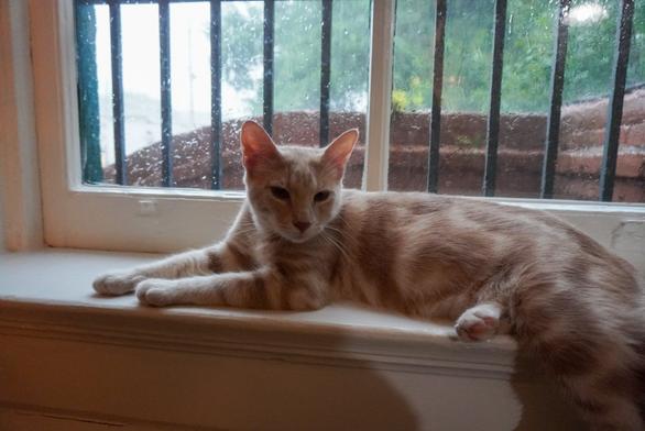orange tabby in a rainy window.