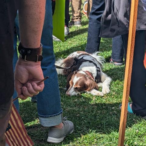 Brown and white dog laying on the grass amid the legs of many people.