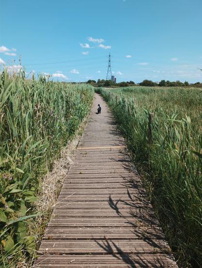 A small black dog walking along a wooden boardwalk, surrounded by tall grass