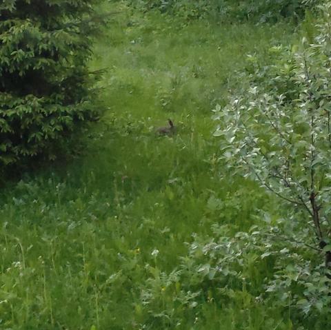 Pihaa. Nurkassa hieman kuusta, toisessa osa omppupuuta, välissä leikkaamaton nurmikko, nurmikosta pilkistää pieni ruskea pitkäkorvainen pallero.