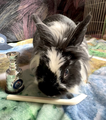 Lionhead stands in front a tiny right handed stick and Stanley cup, clearly ready to cheer her team on