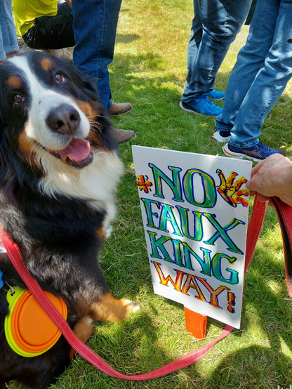 A Bernese Mountain Dog sits in the grass and looks at the camera with my right hand holding a sign next to her that says "NO FAUX KING WAY"