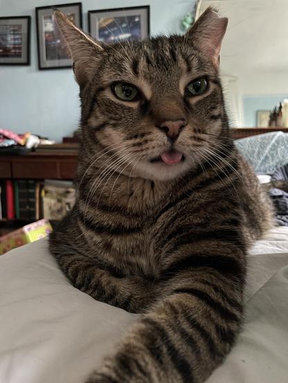 Close up photo of grey tabby cat trying to look regal, but really looking silly with his tongue hanging out.
