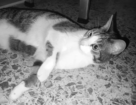 #Anarchodiva #Rallou the Queen of destruction. And distraction.😹 late #Caturday #CatsOfMastodon
The image shows a cat lying on its side on a patterned floor. The cat has a white and gray coat with distinct tabby markings. Its eyes are wide open, and it appears to be looking directly at the camera with a curious expression. The cat's front paws are stretched out, and its back legs are tucked under its body. The floor has a speckled design, and there is a leg of a piece of furniture visible in the background. The image is in black and white, which emphasizes the textures and contrasts in the scene.

Provided by @altbot, generated privately and locally using Ovis2-8B

🌱 Energy used: 0.145 Wh