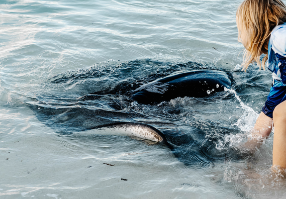 A large black stingray close to the beach with a girl petting it.