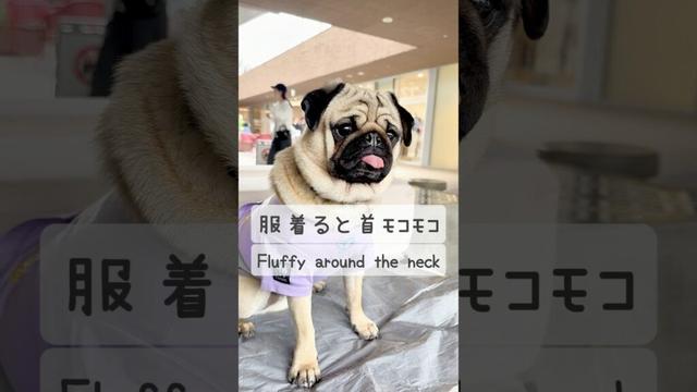 [PUG] 売りたくなるくらい 毛が抜ける (Pugs shed so much hair that you'd want to sell it.)