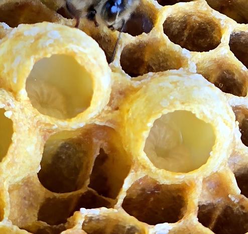 Queen cups on comb with white larvae in white royal jelly.