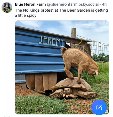 Text: Blue Heron Farm
The No Kings protest at The Beer Garden is getting a little spicy.

Image: Baby goat standing on the back of a tortoise. His head is down in headbutting position