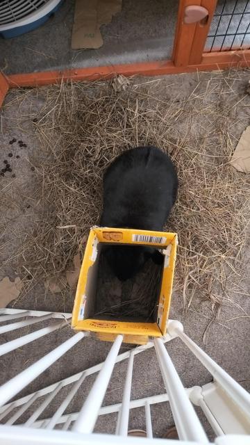 Top down view of rabbit eating from food dispenser with its head all the way in  The dispenser is empty with the rabbits body surrounded by food.