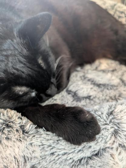 Close up of a black cat curled up on her fuzzy bed with one paw extended toward the camera