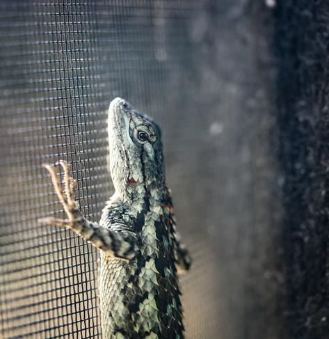 Outdoors, daytime. Closeup of the front half of a mottled grey lizard with spiny scales, clinging vertically to a window screen. Its expression suggests that it is disappointed by you.