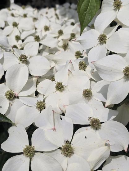 white dogwood flowers