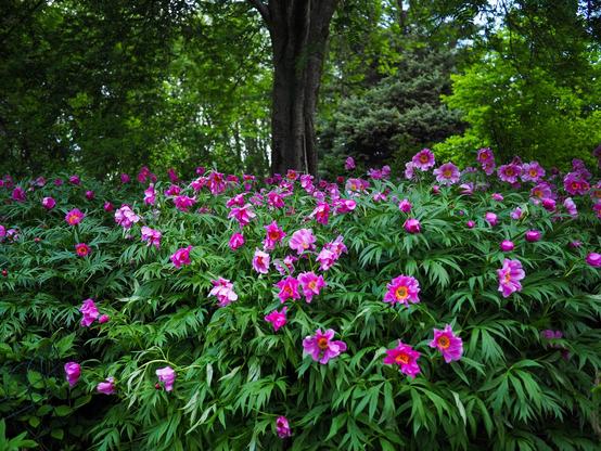 A big bush of flowering pink peonies.