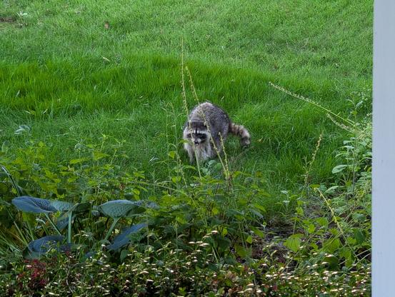 A chubby fluffy raccoon on the lawn, sorting through cherries.