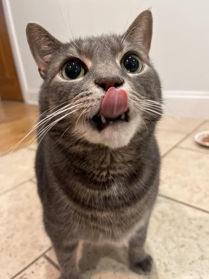 Black and gray tabby cat looking upwards and licking his chops. His eyes are big and clear.