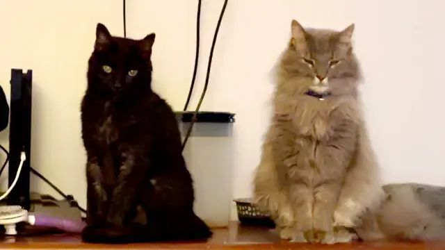 A black cat and a long haired tabby cat sit on a wooden dresser while facing the camera.