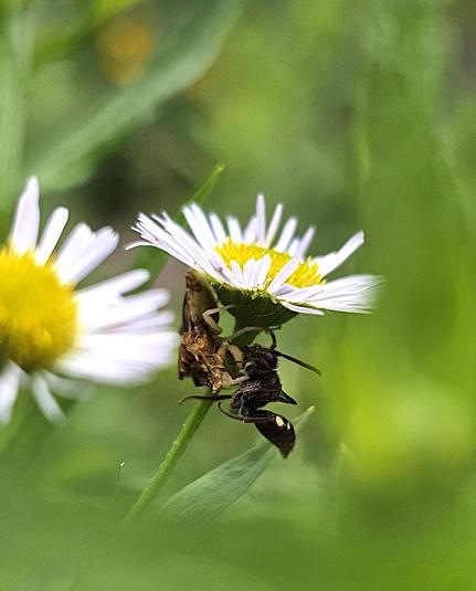Under a flower with many white slender petals and a yellow core, are two insects, one in the grasp of the other. A small tube is seen arising from the head of one insect and touching the body of the other.  Blurry background is mostly green, but there is a similar flower in the foreground.