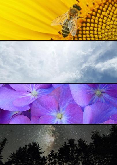 An image of a bee in a yellow flower, white clouds, purple flowers, and a starry sky arranged to make the nonbinary flag.