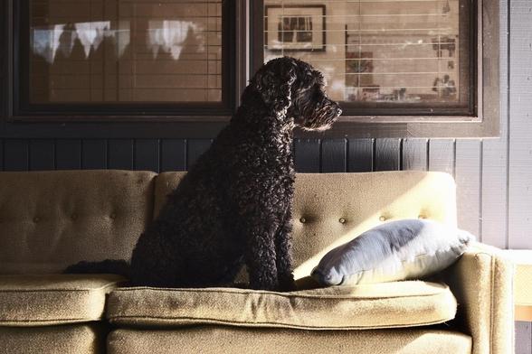 A curly-haired dog sits on a beige sofa next to a cushion, gazing out the window.