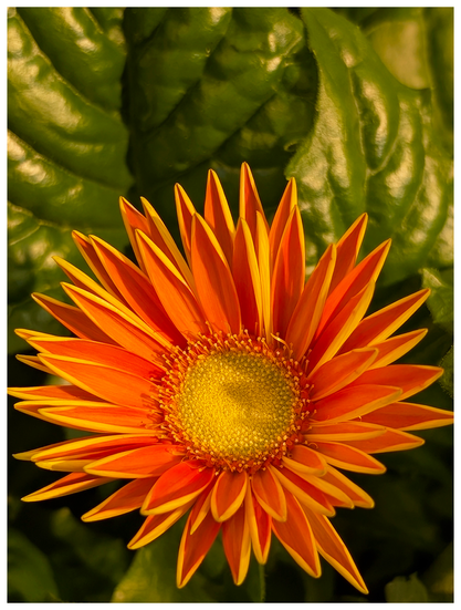 flower shop. close up of a daisy with orange/yellow petals and center. large, textured green leaves in the background.