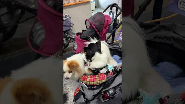 インターペット大阪2025#shorts[元保護犬チワワとパピヨンのかほご犬s]犬のいる暮らし/愛犬と楽しく過ごすために#インターペット大阪2025