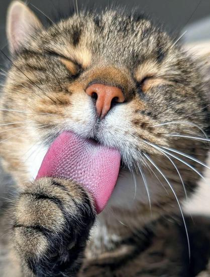 Kitty licking its own paw.