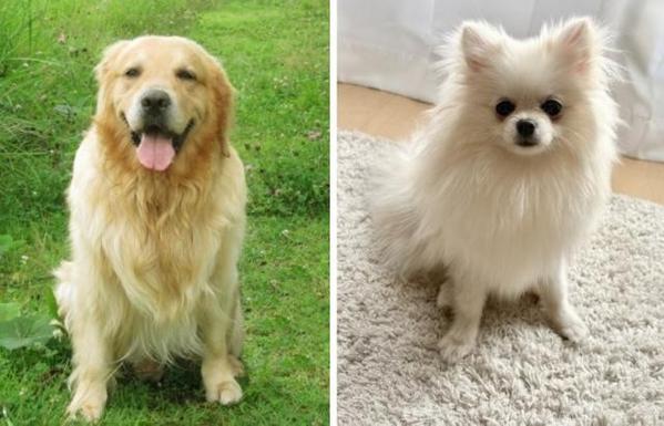 犬を飼うなら…「大型犬」or「小型犬」あなたはどっち？ 投票結果を発表！ - TOKYO FM+