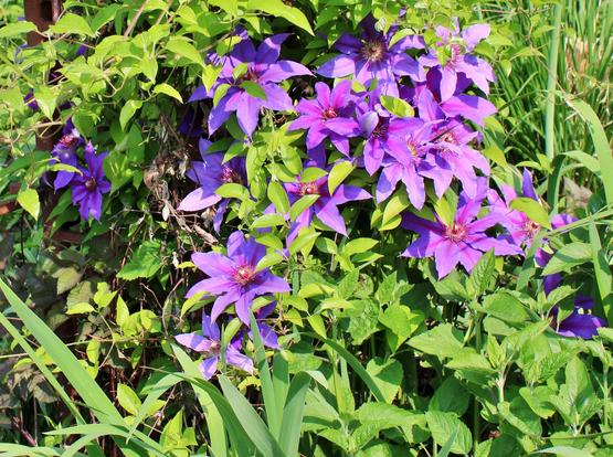 Purple eight-petal blooms with yellow centers and red-purple stamen covering a vine next to other plants, some with long green blade-like leaves.