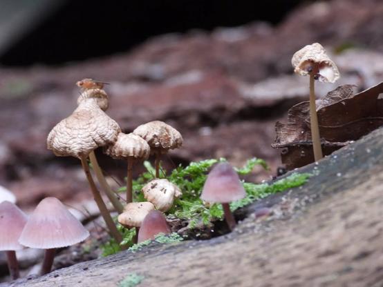 #Autumn #Funghi #mushrooms

#nature #naturephotography #forest #Berlin