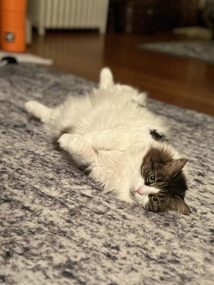 A fluffy cat lying on its back on a patterned rug, looking directly at the camera. The background includes a wooden floor and a visible orange object.