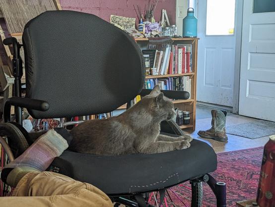 A cute gray cat laying down comfy and happy on a wheelchair, having very much claimed it as her own.