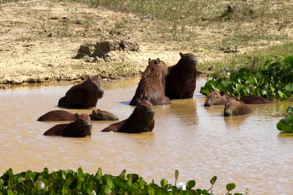 Eine Gruppe von Capybaras (Hydrochoerus hydrochaeris) hat es sich in einem Wasserloch bequem gemacht.
Das Capybara ist das größte heute lebende Nagetier. Es erreicht eine Kopf-Rumpf-Länge von 100 bis 134 Zentimetern sowie eine Schulterhöhe von 50 bis 62 Zentimetern. Das Gewicht kann mehr als 75 Kilogramm betragen. Der Körper ist massiv und plump gebaut mit einem stämmigen Rumpf und kurzen Gliedmaßen. Die Vorderbeine enden in vier und die Hinterbeine in drei Zehen, die jeweils radial angeordnet sind. Die hufähnlich verdickten Zehen und Nägel sind durch kleine Schwimmhäute verbunden. Der Schwanz ist deutlich rückgebildet. Das Fell ist lang und rau, stellenweise aber so dünn, daß die Haut durchscheint. Seine Färbung variiert von rotbraun bis grau an der Oberseite, die Unterseite ist gelblich-braun gefärbt. Manche Tiere haben schwarze Flecken im Gesicht, an der Außenseite der Gliedmaßen und am Rumpf.
Capybaras haben einen breiten und massigen Kopf. Die Schnauze ist im Vergleich zu anderen Meerschweinchenverwandten vergrößert und abgerundet, die Nasenlöcher sind klein und stehen weit auseinander, die kleinen Augen liegen seitlich sehr weit hinten am Kopf. Bei männlichen Tieren ist die Spitze der Schnauze unbehaart und mit einer auffälligen Duftdrüse versehen. Die Ohren sind klein und rund. Wie bei vielen zum Teil im Wasser lebenden Tieren liegen Augen, Ohren und Nasenlöcher hoch oben am Kopf, sodaß die Tiere, wenn sie atmen oder Ausschau halten, kaum aus dem Wasser ragen.